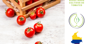 Tomates biofertilizados